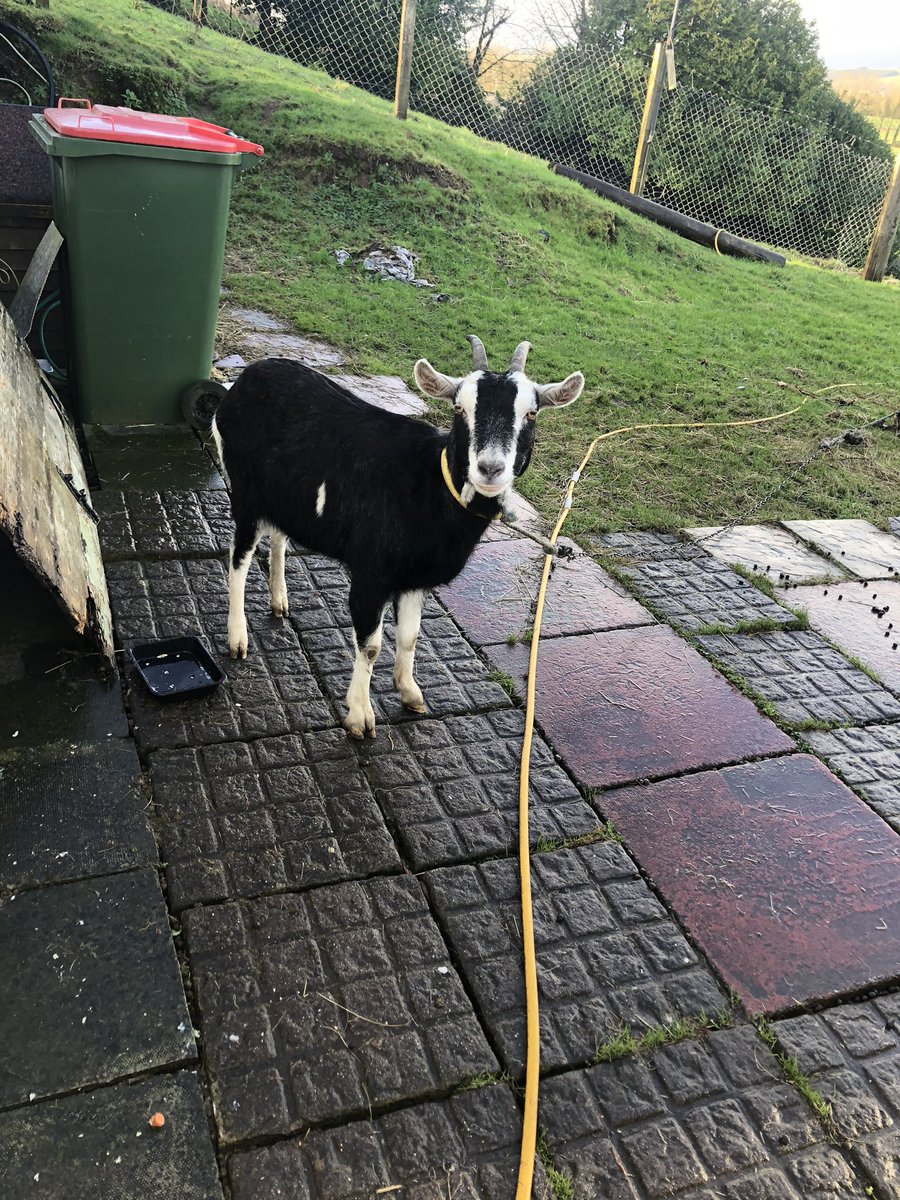 jerrybuttimer's tweet photo. At Election time you really appreciate your family. Good to have my Dad out this morning. Two Jerry Buttimer’s #GE2020 #GE20  #lookforaward #votebuttimer1 @FGCSC1 @FineGael  we even met a goat https://t.co/bsHHX9smyH