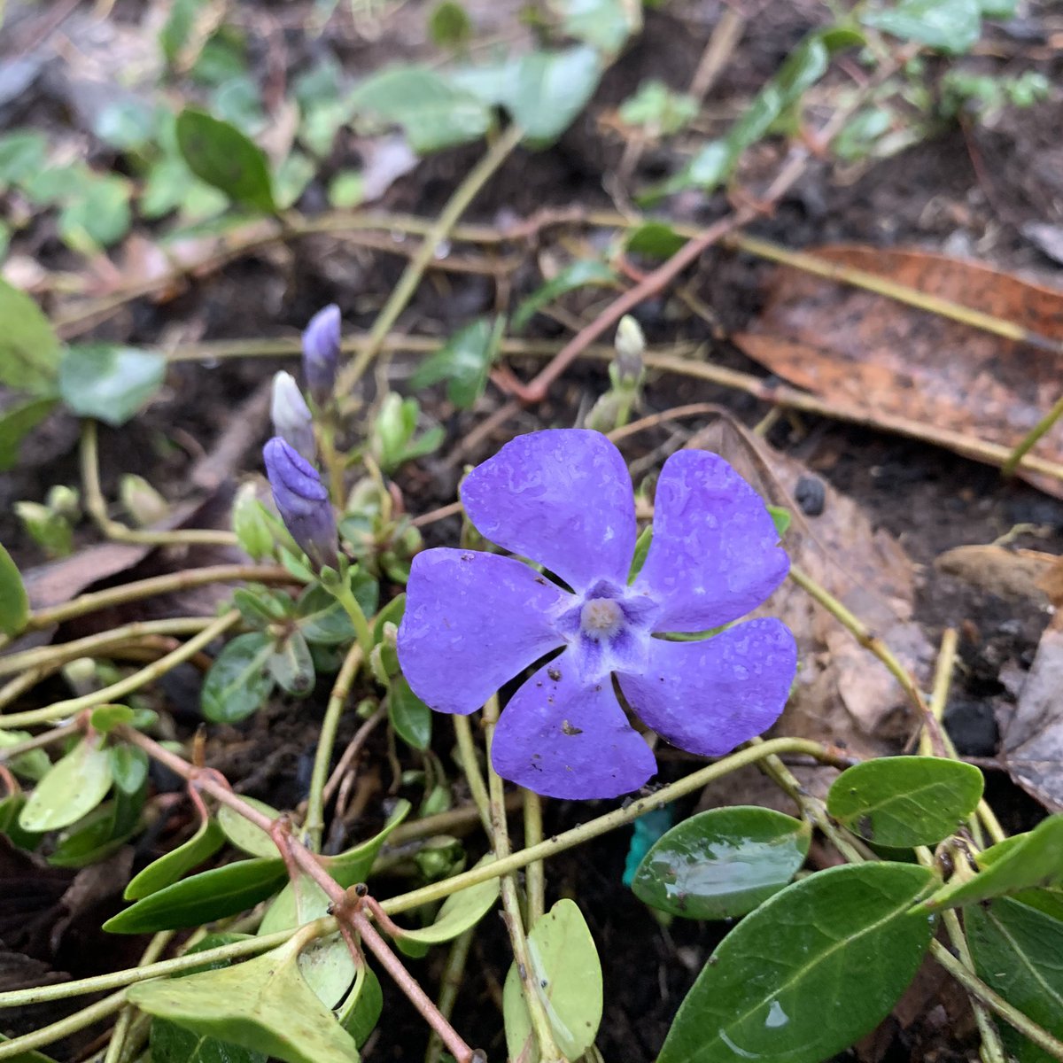 ReedOmary's tweet photo. A series of 60+ degree days here in Nashville have tricked nature into thinking its Spring. Or maybe Spring is already here?
As evidence: these periwinkle bloomed overnight.
#FirstFlowersOfSpring https://t.co/zkjLIpPwyC