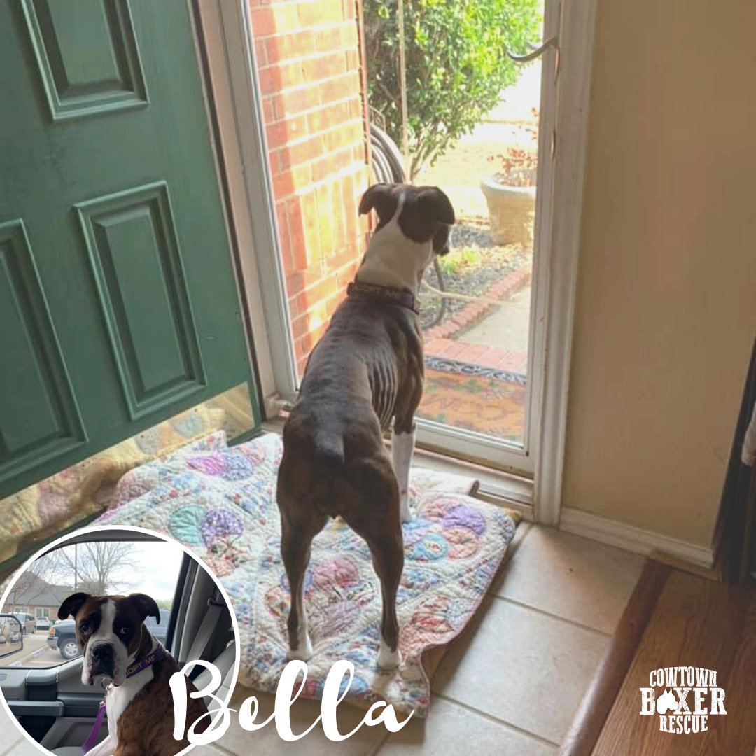 CowtownBoxerRes's tweet photo. Yes, it's a brave new world out there Bella. And we'll make sure it's a wonderful new world for you! #CBRBella

#cbr #cowtownboxerrescue #cbrsaveslives #availableforadoption #wesavelives #savingboxers #adoptdontshop https://t.co/vfzrAUKcSd