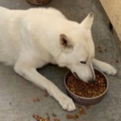 runawaypets's tweet image. Help us find Jasper the White Shepherd
Get the app runawaypets.co
⚠️ #FurAlert
#dog #dogsofinstagram #dogs #puppy #instadog #dogstagram #love #pet #cute #doglover #dogoftheday #instagram #pets #doglovers #puppies #ilovemydog #puppylove #doggy #doglife #doggo #instagood