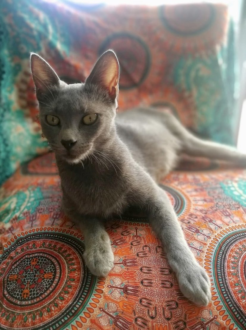 Red Bichera tweet media