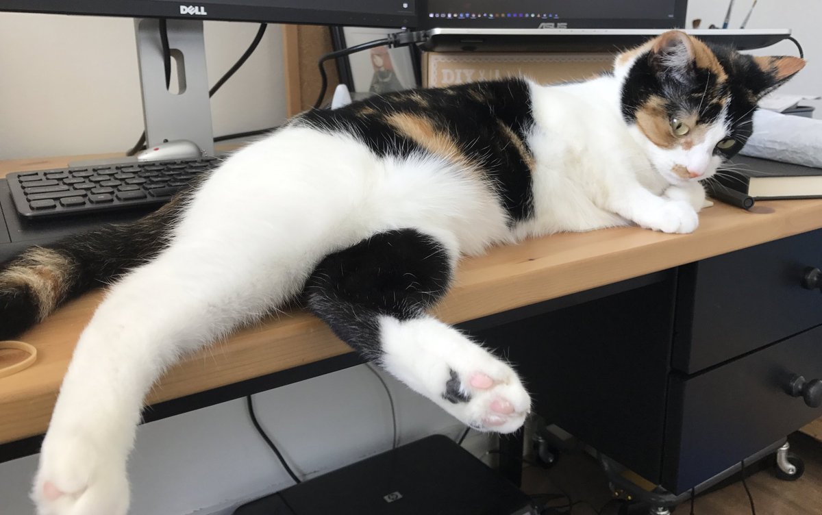 LanternStudio_'s tweet photo. My cat just tip the glass and spill the water all over my tablet, today it has to stay in the rice for drying.🌬 #indiedev #workwithcat https://t.co/KxaDQqnFgb