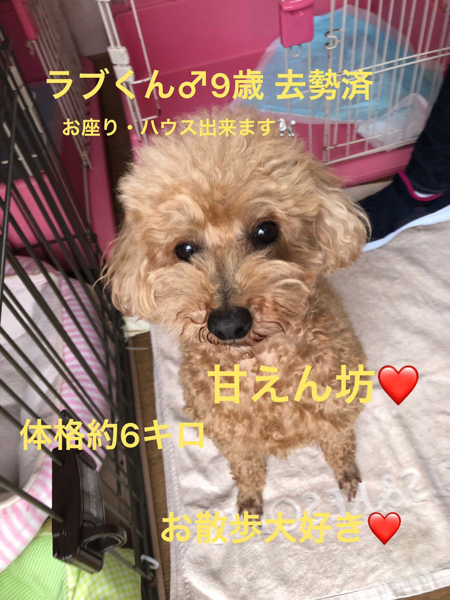 リヒマヤドッグキャット トイプードルのラブ君 里親募集中です とっても寂しがりやさんなのでお留守番のない方 宜しくお願い致します 長野県上田市 トイプードル 里親募集中 シニア犬 シニア犬でも幸せ探し リヒマヤドッグキャット リヒマヤドッグキャット トイプードルのラブ君 里親募集中です とっても寂しがりやさんなのでお留守番のない方 宜しくお願い致します 長野県上田市 トイプードル 里親募集中 シニア犬 シニア犬でも幸せ探し リヒマヤドッグキャット