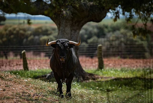 JuanitoMartin86's tweet photo. En la finca "Cojos de Robliza" entre sus grandes encinas y su verde pradera pasta estos preciosos "Garcilianos" de la ganadería de Juan Luis Fraile ( @juanluisfrailevisitas )

#pasionporlosdetalles #pasiontaurina #yosoydepasiontaurina #campobravo #campoc… https://t.co/4F5bir9o8d https://t.co/Mei2Y1TWkx