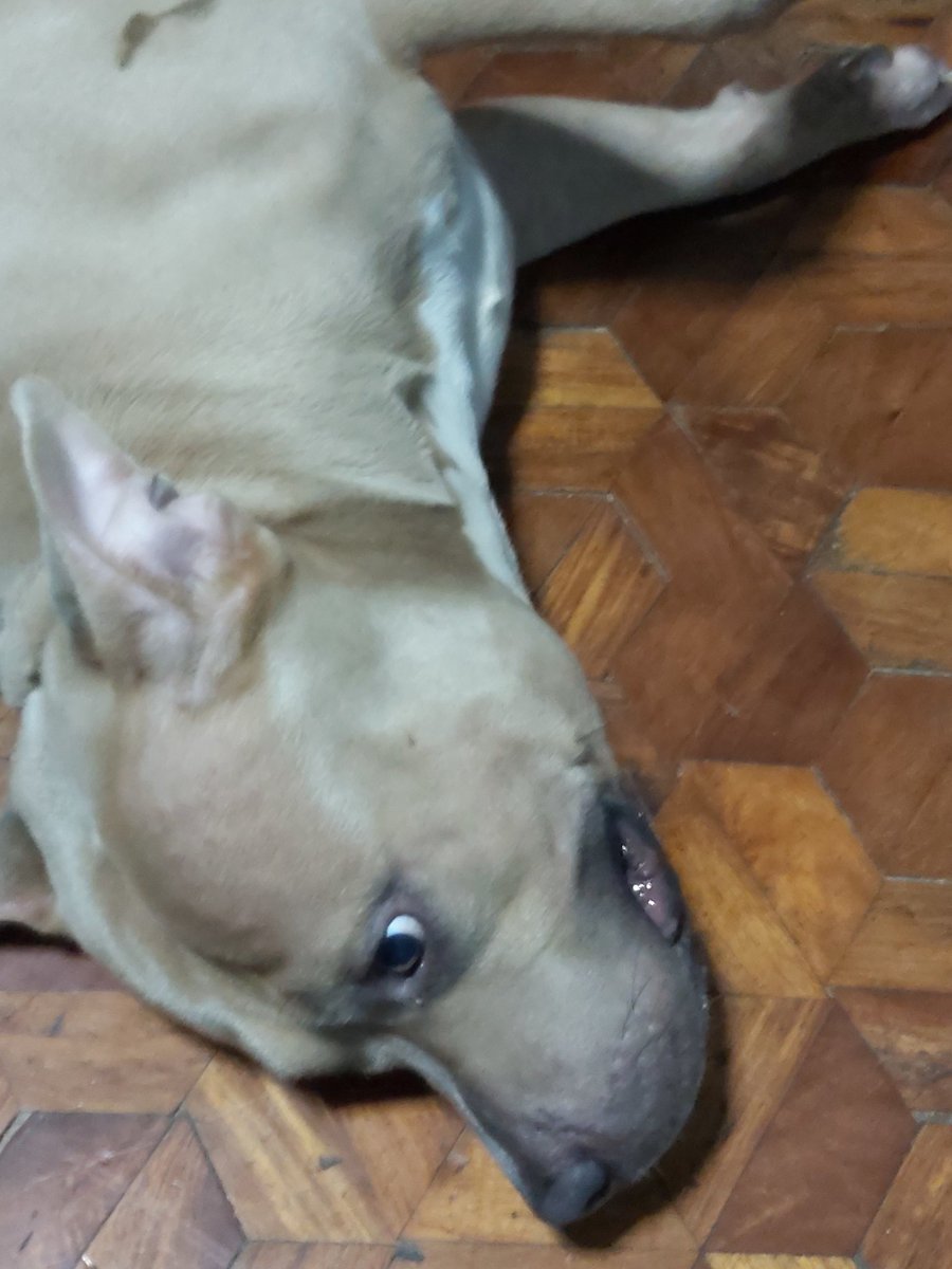 JohnFiniquito's tweet photo. You never fail to visit me everyday. Thanks for being my constant stress reliever 😭🐶 https://t.co/iF7SP4Toay