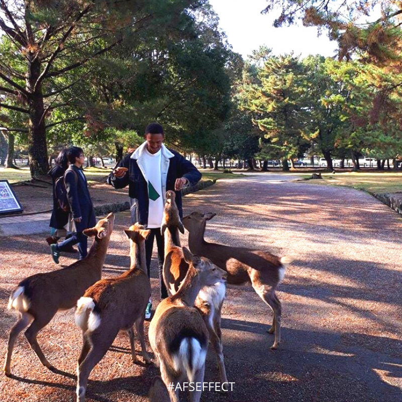 AFSAus's tweet photo. Feeding the deer in Nara, Japan. 

Photo cred: @keeeanuuu (Aus ↔️ Japan) 2019  

Want to apply to spend a semester in Japan 2020? Click here to find out more! https://t.co/IOiN538dO4

#afsjapan #exchange #highschool #japan #learn #mitsui #program #student #narapark https://t.co/NcDlsLVFfU
