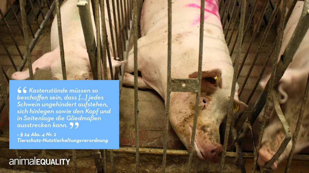Wir fordern den <a href="/bundesrat/">Bundesrat</a> auf, gegen die #Kastenstand-Neuregelung zu stimmen, aus der dieser Satz einfach gestrichen werden soll! #Tierschutz ist Staatsziel, es gilt das Verschlechterungsverbot: animalequality.de/kampagnen/kast…