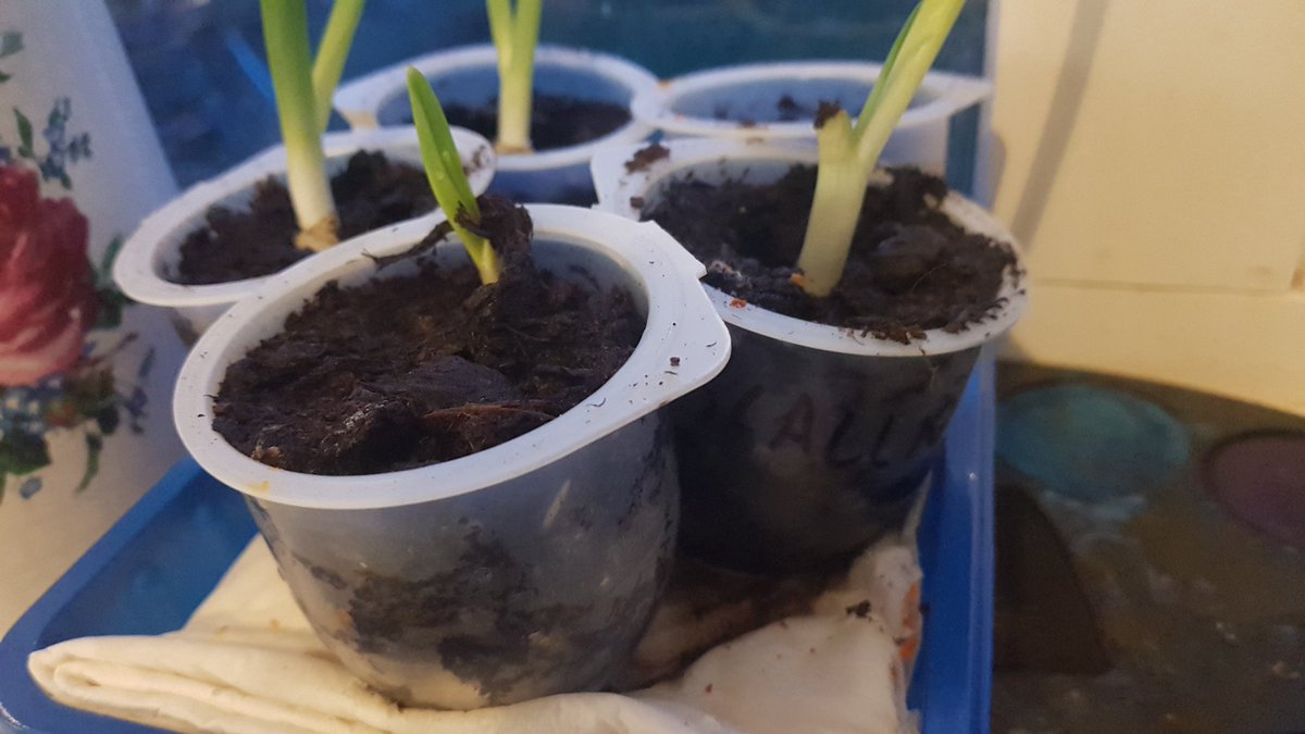 BlessingtonGrow's tweet photo. The scallions and garlic on the window are doing well!
Blessington just needs community allotments so that they and other fruit and vegetables thrive!
Grow local and eat local :)
#growlocaleatlocal #giy #healthyblessington https://t.co/Cnqxf8Vj29
