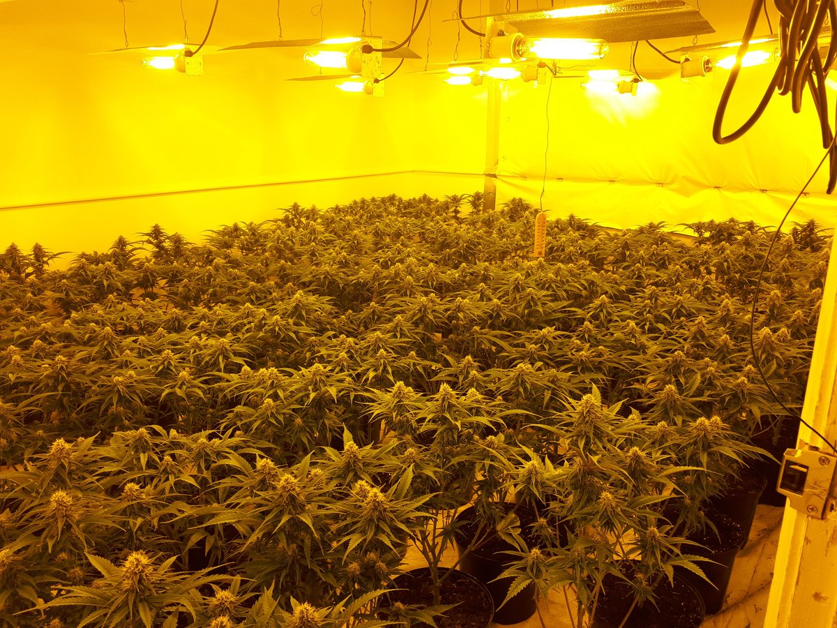 WorcesterCops's tweet photo. Positive drugs warrant conducted in St John's this morning with two people in custody. 5/6 rooms full of cannabis plants. 
St John's SNT assisted by other Worcester SNTs and @WorcUniPCSO https://t.co/cCiLgA3EiJ