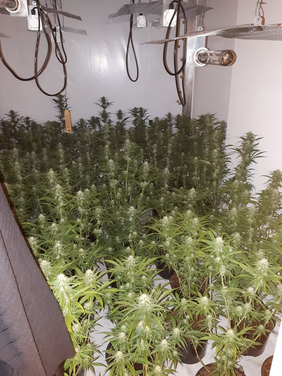 Positive drugs warrant conducted in St John's this morning with two people in custody. 5/6 rooms full of cannabis plants. 
St John's SNT assisted by other Worcester SNTs and <a href="/WorcUniPCSO/">WorcUniPCSO</a>
