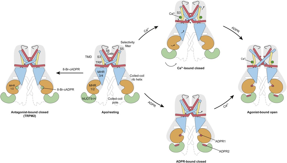 SFB1328 (@sfb1328) on Twitter photo Just recently, a new review giving a structural overview of the ion channels of the #TRPM family was published in #Cell #calcium sciencedirect.com/science/articl…  #scicomm #science  #wissenschaft #wisskomm #outreach #scienceoutreach Just recently, a new review giving a structural overview of the ion channels of the #TRPM family was published in #Cell #calcium sciencedirect.com/science/articl…  #scicomm #science  #wissenschaft #wisskomm #outreach #scienceoutreach