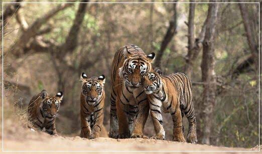 PravinVlog's tweet photo. #Travel #India #Photography #VisitIndia #Tourism #Tour2020 #Tourist #Bharat https://t.co/BTM2w0QwVq