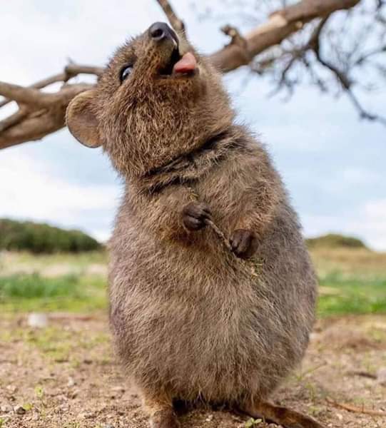 Not_Your_janem's tweet image. Meet Quokka from Australia 🇦🇺 The Happiest Animal on Earth ❤ ❤