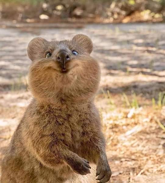 Not_Your_janem's tweet image. Meet Quokka from Australia 🇦🇺 The Happiest Animal on Earth ❤ ❤
