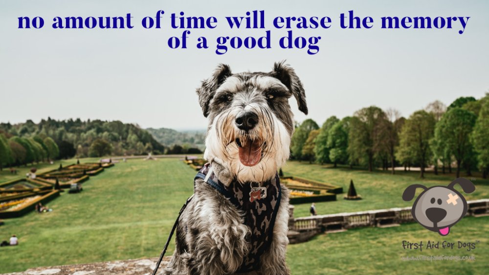 firstaidfordogs's tweet photo. Anyone agree?
💔🐾💔🐾💔

#firstaidfordogs #caninefirstaid #petfirstaid #dogfirstaid #dogwalker #dogprofessional #dogboarder #kennels #doggroomer #dogsitter #dogowner #doglover #angmering #worthing #littlehampton #sussex #crawley #brighton #hove #guildford #woking #surrey #london https://t.co/Y9r90PEXxr