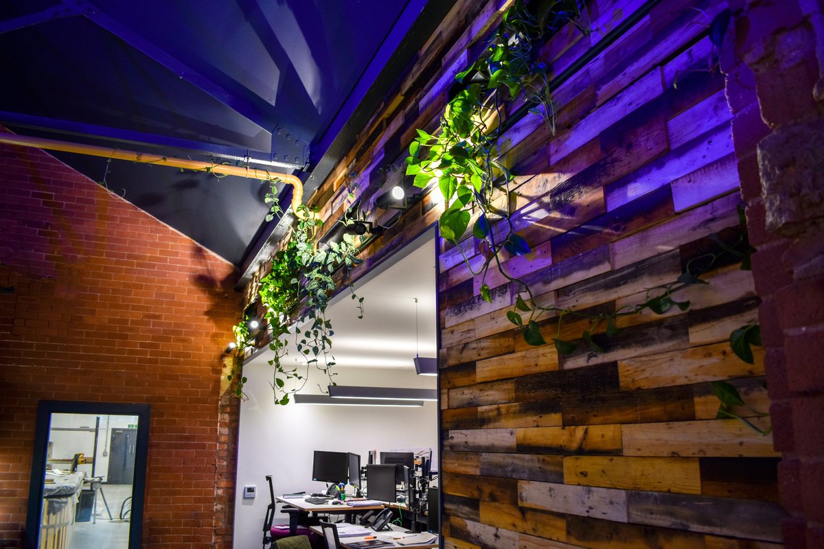 AmspecUK's tweet photo. We recommend the beautiful cascading dark green leaves of Scindapsus indoor plants. Here at Amspec HQ they are growing abundantly within our reclaimed timber feature wall. A fine example of how well indoor planters grow - a beautiful visual impact and helping to purify office air https://t.co/qWTQZbfqrL