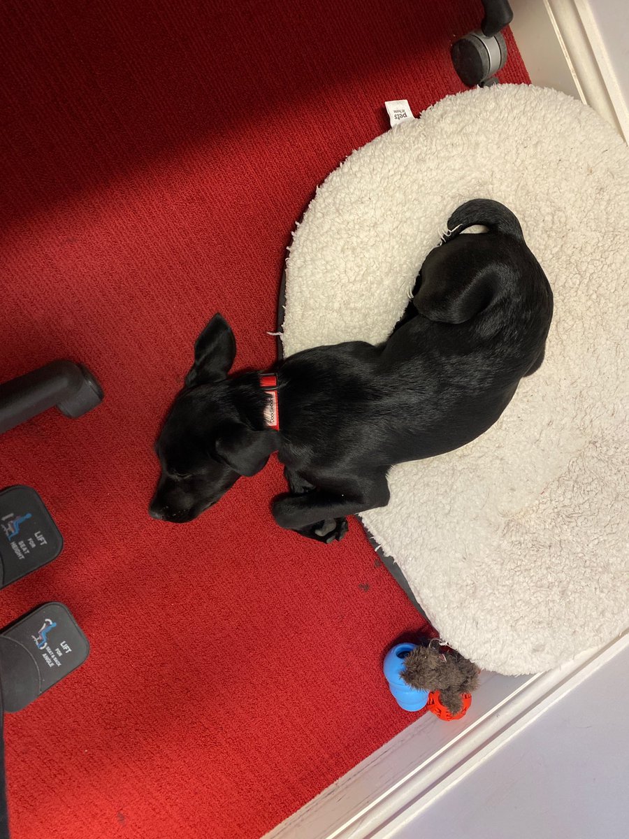 It’s all too much for chambers newest member Cooper!!! 🐶💤  #bringyourpettowork #wellbeing