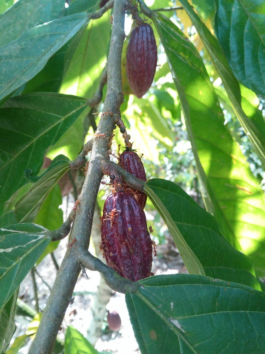 NRInstitute's tweet photo. Exciting new PhD opportunity with NRI & @MarsGlobal
on #cocoa #cssv #plantpathology #chemicalecology - part of the @BBSRC London Interdisciplinary Biosciences #PhD Consortium initiative. Apply now 👉 https://t.co/CWovSvbYhN
*Closing Date 24th January*
#NRI https://t.co/qixJI1iHzw