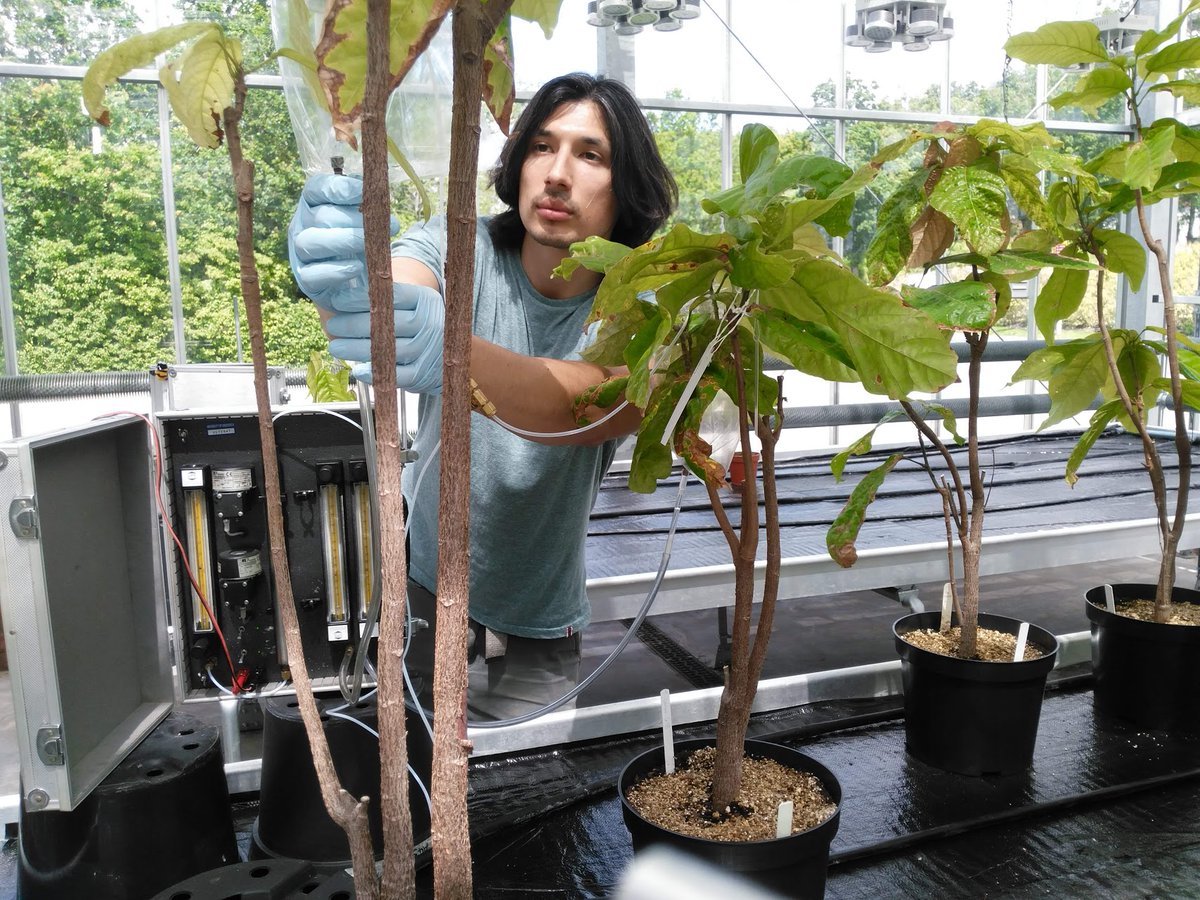 NRInstitute's tweet photo. Exciting new PhD opportunity with NRI & @MarsGlobal
on #cocoa #cssv #plantpathology #chemicalecology - part of the @BBSRC London Interdisciplinary Biosciences #PhD Consortium initiative. Apply now 👉 https://t.co/CWovSvbYhN
*Closing Date 24th January*
#NRI https://t.co/qixJI1iHzw