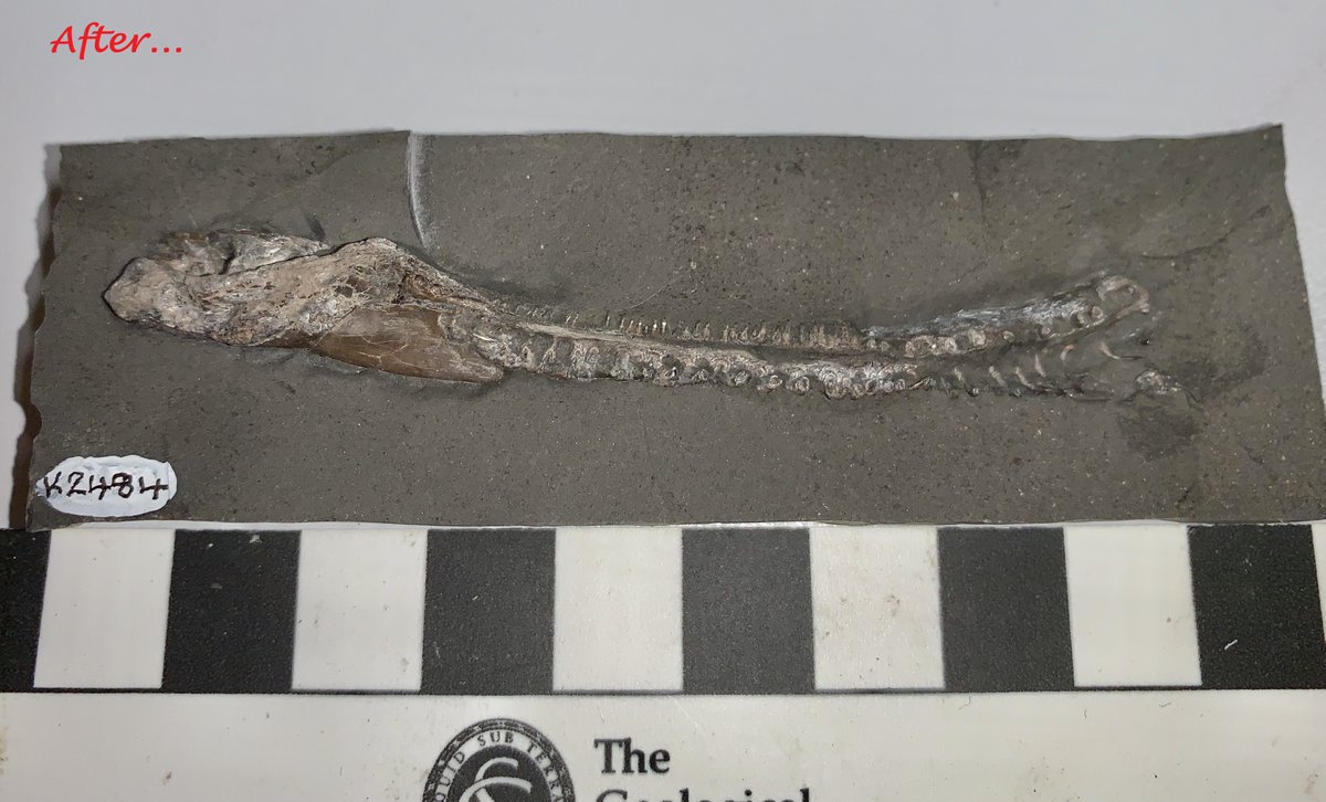 We always like to show the 'before &amp; after' of when Steve discovers a fossil and after he has fully prepped, cleaned and conserved the find. Here is a beautiful little dentary of a fish, species unknown 🐟🐟🐟