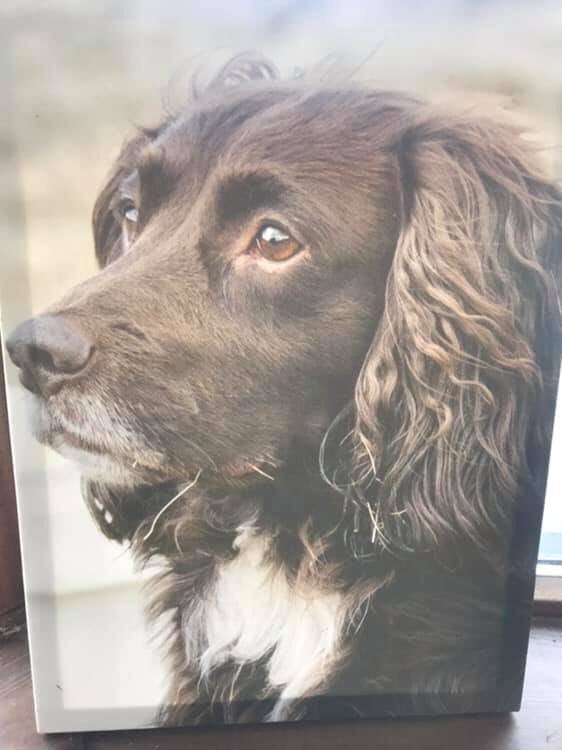 rosieDoc2's tweet photo. @newtonmorerc
Please could you retweet & lookout for gorgeous OAKLEY who is #missing in your area
#PH20 area HIS FAMILY ARE SO WORRIED he’s 14 years old
HIGHLANDS OF SCOTLAND
#Spanielhour #Cockerspaniel quite blind & deaf 😨😓THANK YOU https://t.co/8s4nER6hUK