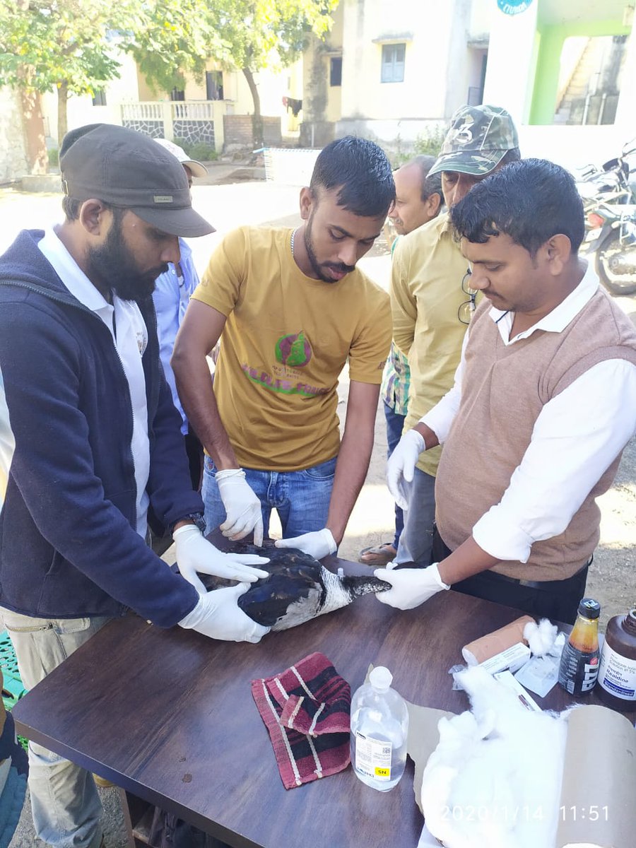 DCFBotadSF's tweet photo. #KarunaAbhiyan2020
#SaveBird
સામાજિક વનીકરણ રેન્જ તળાજા દ્વારા પક્ષીનુ રેસ્ક્યુ કરવામાં આવ્યું. 
#DCFBotadSF

@CircleRajkot @drrajivguptaias @HoffPccf @CMOGuj https://t.co/ghifUzc2zi