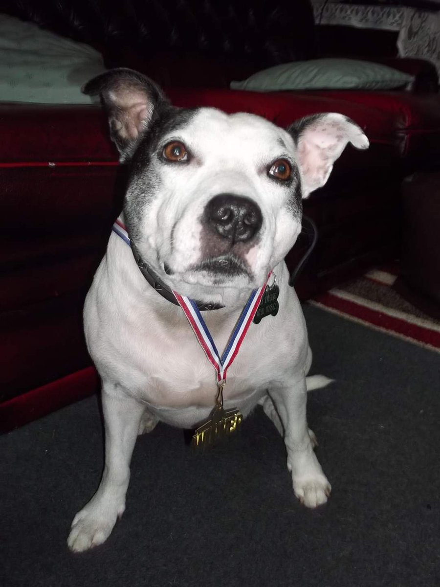 timothygmitch's tweet photo. Rescue dogs aren't broken, they've just experienced more life than other dogs.
If they were human we would call them wise.
They would be the ones with stories to write, the ones dealt a bad hand but responded with courage.
Don't pity a Rescue Dog, adopt one and be proud of it. https://t.co/Z11pp8qfcR