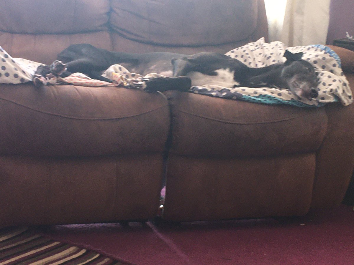 nuttygreyhound's tweet photo. She’s doing it  #kickingepilepsysarse https://t.co/o41LK7sLr6