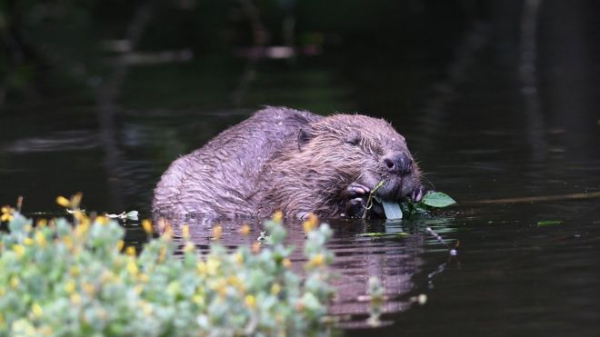 Goosemire's tweet photo. Cumbria's picturesque #EdenValley which is East of lake #Ullswater and #Haweswater to see reintroduction of beavers. https://t.co/fCePnJkwuy  for accommodation in the area please visit https://t.co/iyzNwJHwro #LakeDistrict #wildlife #Cumbria https://t.co/6khMI0YbEJ