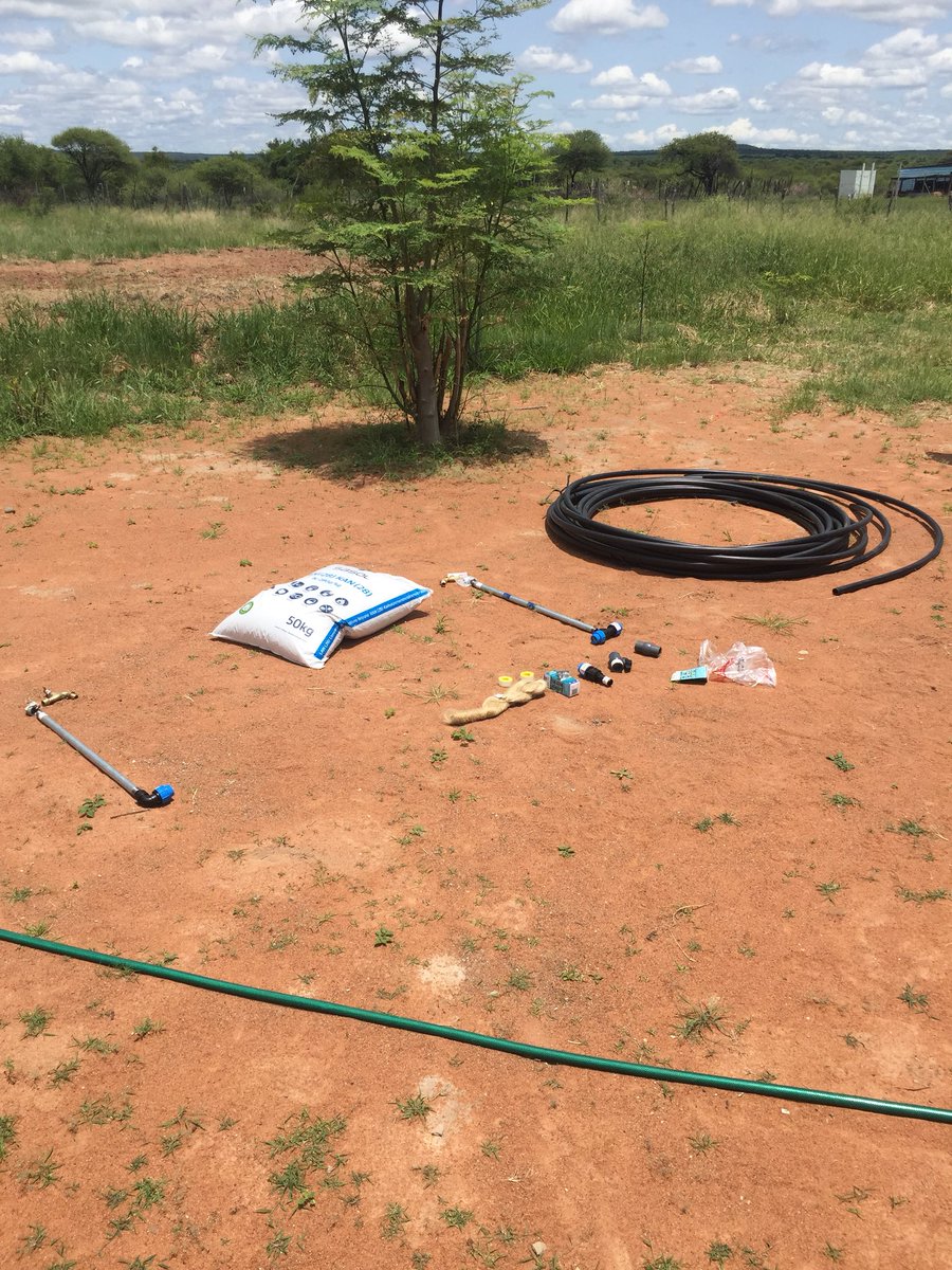 Mutodi's tweet photo. Vendaboy farmer by day. Extra irrigation sorted. Pre-harvest ready for testing.π€ Or is it βtastingβ? π€€π€£π Loving the backyard food.
Much love and light
#mutodi #neshehe #living #sonofthesoil #backyardstories #backyardfood #homegrown https://t.co/CBTStmhO1a