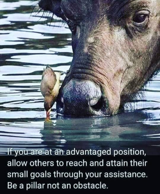 aayo_moses's tweet photo. If you are at an #advantaged position, allow others to reach and attain their small goals through your #assistance. Be a #pillar not an #obstacle. https://t.co/TC2F8RPTyQ