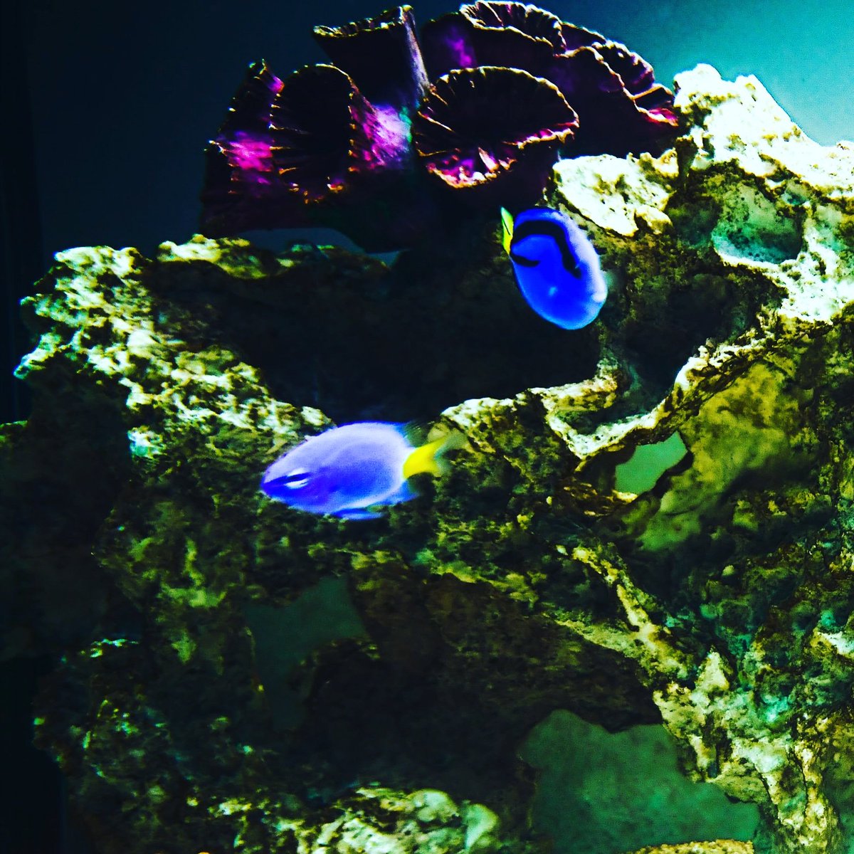 ProSaltwater's tweet photo. The Two blues, these two think they are family. https://t.co/Xhq1bSvnWu