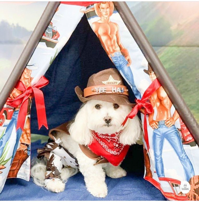 MissTeddyUK's tweet photo. Yeeee-Haw ❗
Today is national Hat day and here I am wearing my Cowboy outfit and hat! 🤠
I am ready to get my cowdog on today! 🐶
Who is ready for the Miss Teddy Rodeo? It’s gonna be a wildddd ride! 🤪
Head over to my website if you want to shop my lovely collection of bandanas https://t.co/DJeE8uKWmj