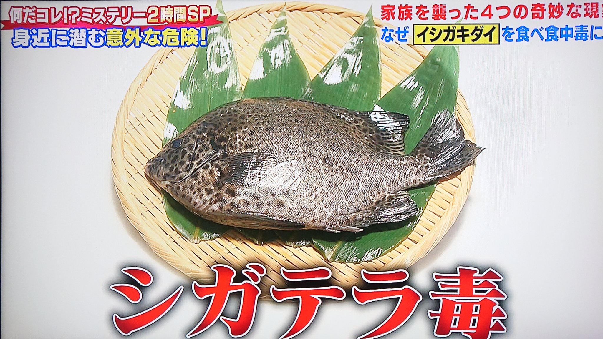 シガテラ毒 Twitter Search Twitter