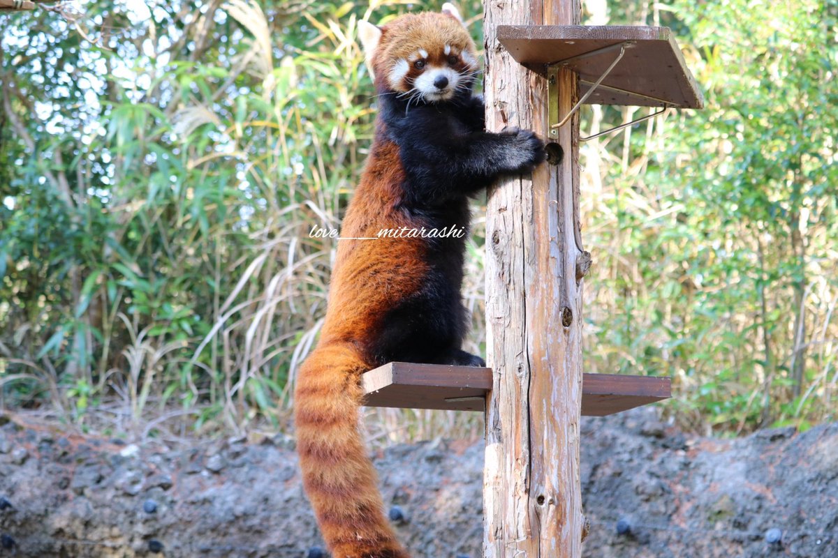 さおりさおり در توییتر カイパパ リンゴ探し 1 3 カイ レッサーパンダ のいち動物公園 マロンの父 朝イチの のいち動物公園のお外展示は リンゴ 探しから始まるよ