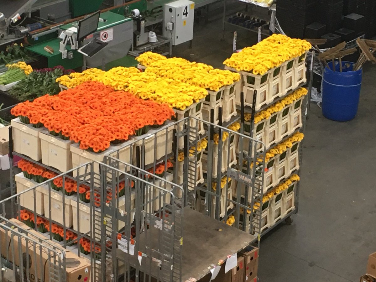 cobwebdr's tweet photo. Great to be at the forward thinking @jz_flowers in Hull for @FeraScience with #PHSI @APHAgovuk talking #PlantHealth #biosecurity @plantchief @HTAnews @bizinspiredgrow https://t.co/tickzQpbXz