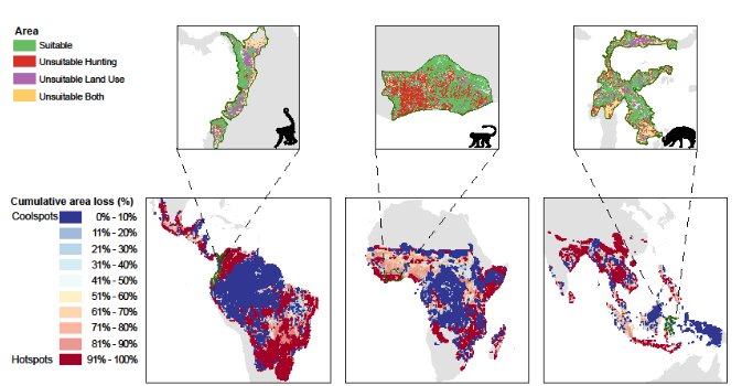 Upper panels show range size reductions due to hunting (red), land use (purple), and both pressures combined (yellow) for the brown-headed spider monkey (Ateles fusciceps), Lowe’s monkey (Cercopithecus lowei) and Sulawesi babirusa (Babyrousa celebensis, from left to right). Lower panels show the cumulative area loss of 1,884 tropical mammal species due to land use and hunting pressure, relative to the cumulative area