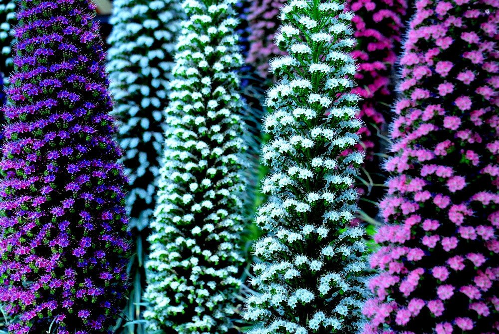 世界の花 一覧 Sekai No Hana Twitter