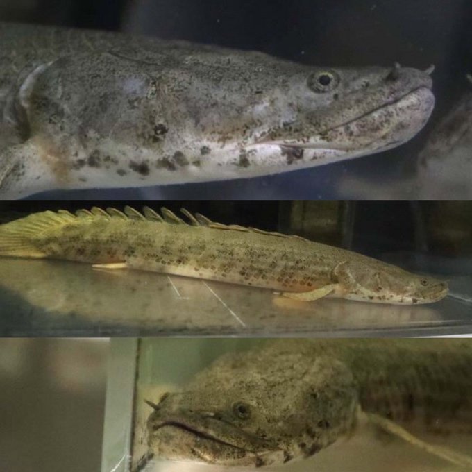 ビッグイン 熱帯魚 かわいい魚ギャラリー ビッグイン 熱帯魚 かわいい魚ギャラリー