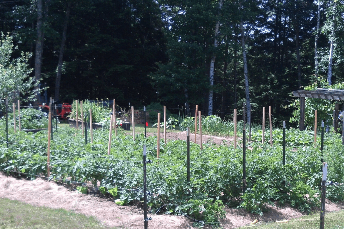 ItSustainable's tweet photo. What is the # 1 complaint most homesteaders have?  No #time.  Ck out our workable #timemanagement #skills.  @ispyablog @homesteadblogs #goalsetting #skillsforlife #MakeItHappen https://t.co/mFUSyAwpJO https://t.co/gxkWKq9dl6