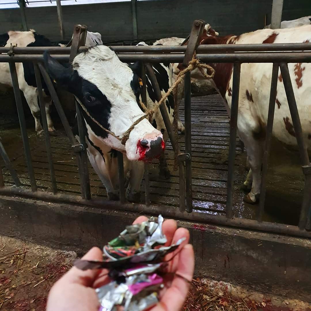 Elk jaar sterven duizenden koeien door scherpe stukjes verhakseld blik in hun gras. 😥😡
A.u.b. gooi géén blikjes uit het raam! 👍👍👍
#dierenwelzijn
#statiegeldalliantie