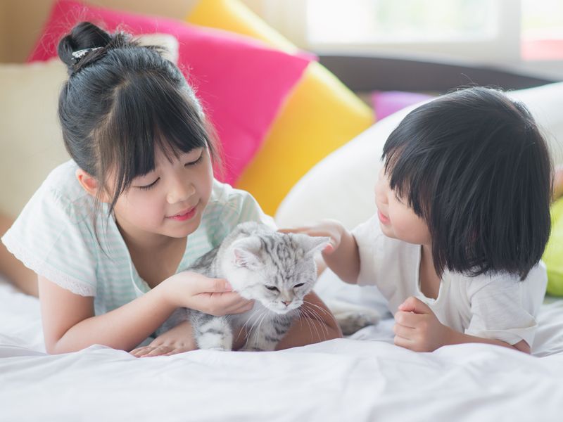 FFLWalk's tweet photo. We are looking for Foster Families! Do you know anyone who is able to make the time and commitment? You can help change the life of an animal! Here's more info on how our program works: https://t.co/fbGLPQFflu https://t.co/4BUteRIvpK