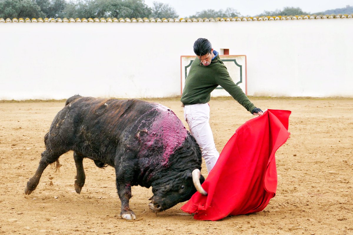 Alejandro Talavante (@aletalavante) on Twitter photo 