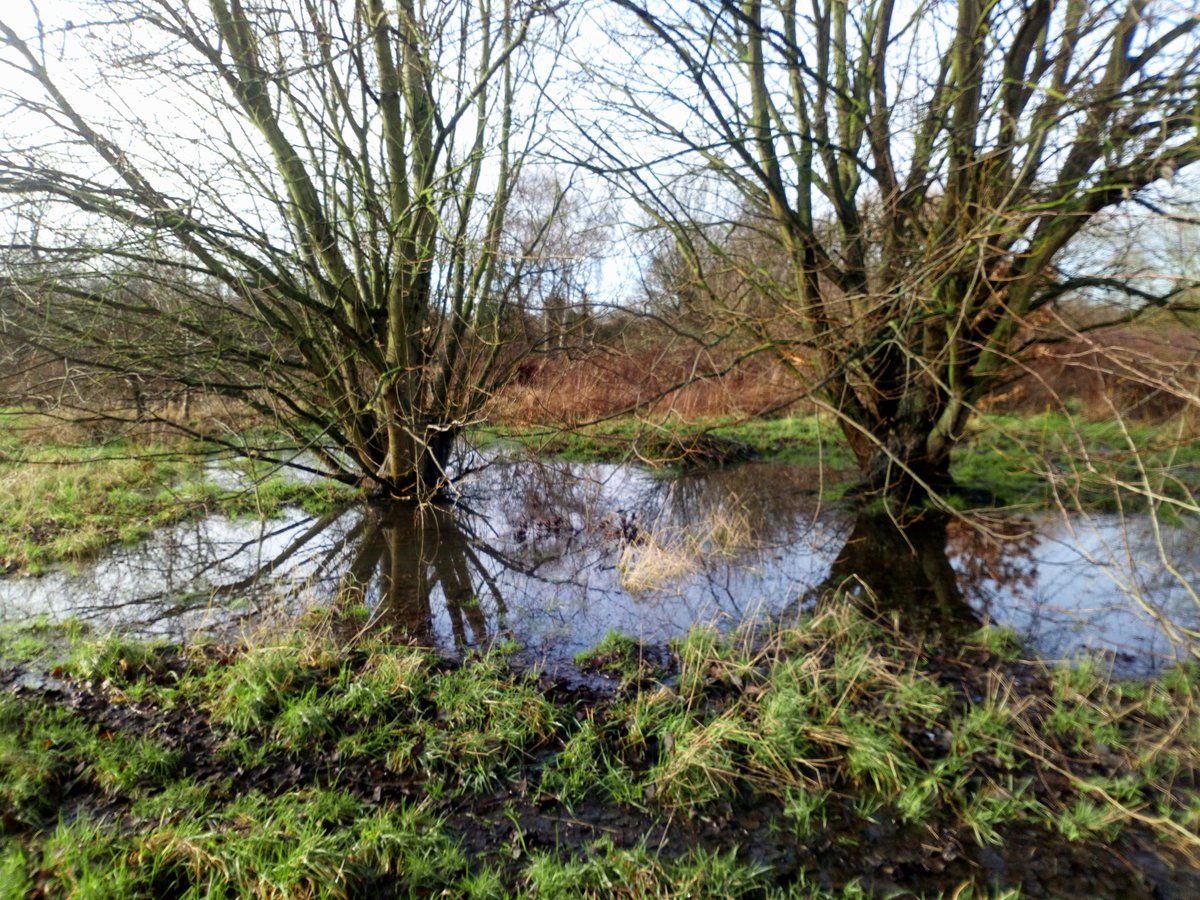 CroydonPonds's tweet photo. After the wet weather we've had, the wetlands at South Norwood Country Park has turned into a vast network of temporary ponds. These may not hold water all year but will provide important habitat connectivity for pond animals

#croydon #SouthNorwood #ponds https://t.co/SRJpnhdgaZ