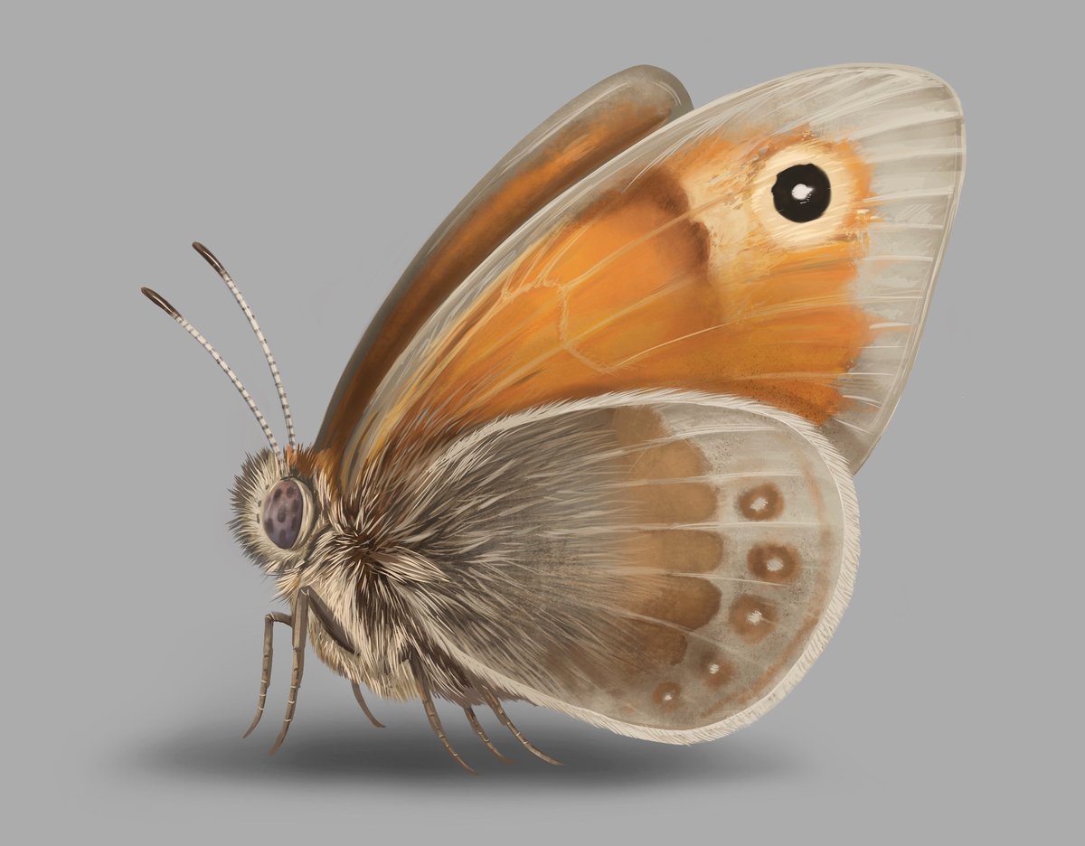 I recently finished a bunch of scientific illustration commissions for ARUP Group including this Small Heath Butterfly. Usually I draw insects traditionally but I had so much fun creating this using my iPad. Love the end result too! #sciart