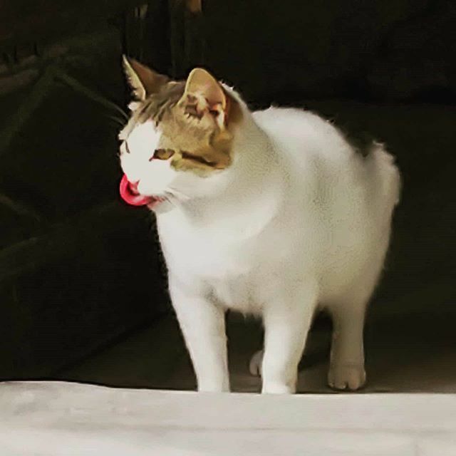 necoandhuku's tweet photo. 食事後の猫, チュニジアのモスクにて
a cat after lunch at a mosque in Tunisia
#cat #catstagram #猫 #食後の猫 #チュニジア #tunisia #mosque #mosquée #mosquecat #ペロリ #ぺろり https://t.co/iKZ2SLiVC2 https://t.co/94oH8fh6Cq