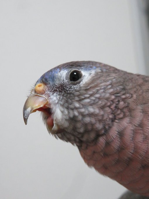 アキクサインコのtwitterイラスト検索結果 古い順