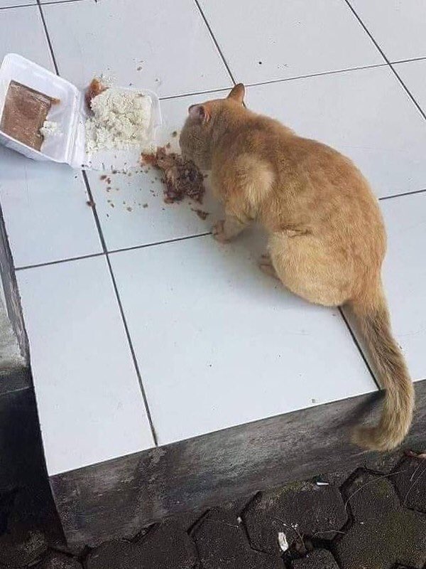 catsedih's tweet photo. jadi kucing tuh kondisional

diajak susah                  diajak hedon
gak nyusahin                  gak malu2 in https://t.co/Gfnw7Qcq95