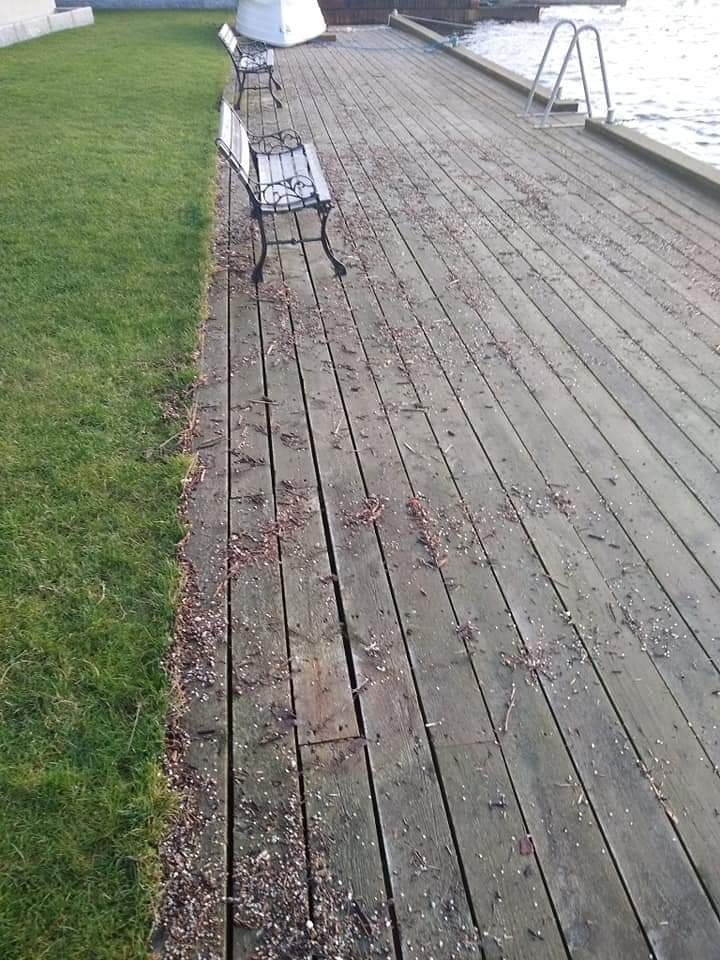 Akutt forurensningsvarsel, <a href="/Kystverket/">Kystverket</a> <a href="/miljodir/">Miljødirektoratet</a> og <a href="/INEOS/">INEOS</a>. Dette er brygger og fjære i og utenfor Frierfjorden, Telemark i formiddag etter en runde #stormflo. Millioner plastpellets #nurdles i bevegelse. Ikke supert for fisk og fugl. Tipset kom her m.facebook.com/groups/1010307…