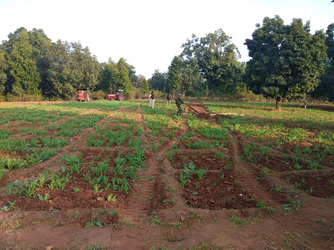 DFO_ChatraNorth's tweet photo. 4 acres of opium cultivation in lawalong PF &amp; 2 acres in Chaya PF of Kunda range destroyed with the help of @chatrapolice on 12-01-2020
@moefcc @ForestJharkhand @JharkhandCMO @ifskalikinker https://t.co/h37RaFfw3n